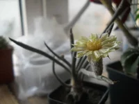 DSCN5411.webp