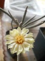 DSCN5412.webp