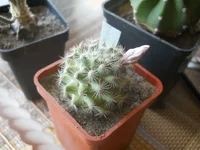 DSCN5414.webp