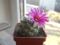 DSCN5422.webp