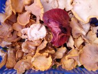 20160802_075038.jpg