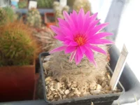 DSCN5441.webp