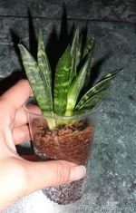 sansevieria hannii cristata.webp