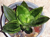 Sansevieria-trifasciata-hahnii-Malachite-green123.webp