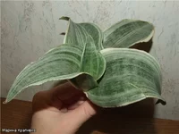 Sansevieria Siam Silver mini.webp