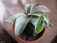 Siam Silver mini.webp