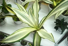 Sansevieria trifasciata hahnii Splash 2.webp
