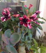 adenium.jpg