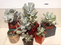 cotyledon.jpg