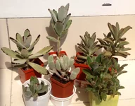 kalanchoe.jpg