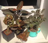 kalanchoe_2.jpg