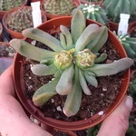 aeonium_arboreum_2530.jpg