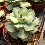 agave_potatorum_verschaffeltii_2840.jpg