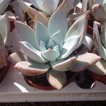 echeveria_mexican_ice_3409.jpg