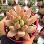 pachyphytum_diamond_3045.jpeg