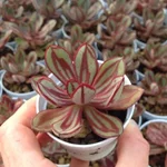 pleiospilos_nelii_rubra_3068.jpg