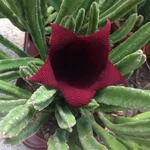 stapelia_gigantea_3701.jpg