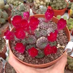 sulcorebutia_rauschii_cv_violacidermis_3643.jpg