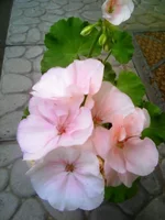 image (5).webp