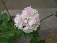 2.webp