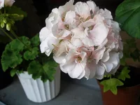 P4.webp
