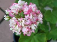 P5.webp