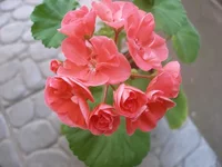 P6.webp