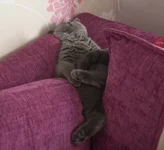  проходят дни у кота, пока вы вкалываете на работе.webp