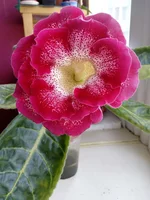 IMG_20160821_091319.webp