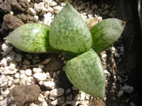 P1010006.jpg