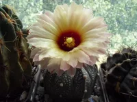 .webp