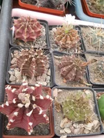 DSCN5452.webp