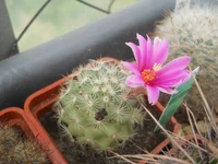 DSCN5458.webp