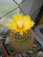 DSCN5460.webp