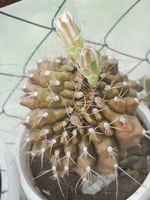 DSCN5461.webp