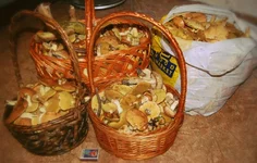 маслята.jpg
