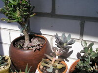 P1010002.jpg