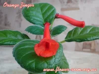 Orange_Zinger.webp