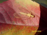 SN856105.webp