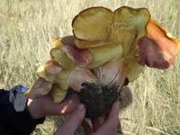 P9200115.webp