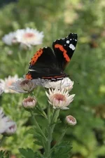  зимующая 07.10.09.webp