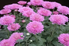  цветок 22.10.09.webp