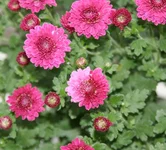  гранатовая расщепл.цвет.webp