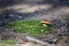 5yHHONrWiUc.webp