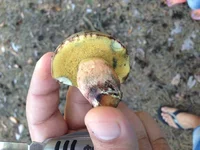 image.webp
