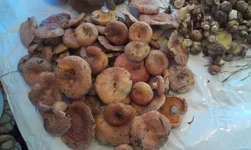 IMAG0335.webp