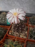 DSCN5594.webp
