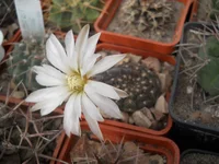 DSCN5592.webp