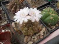 DSCN5591.webp