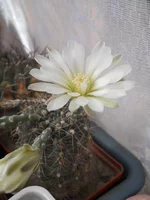 DSCN5590.webp
